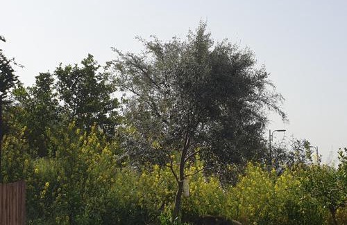 Gonen House | אביב יחידות אירוח