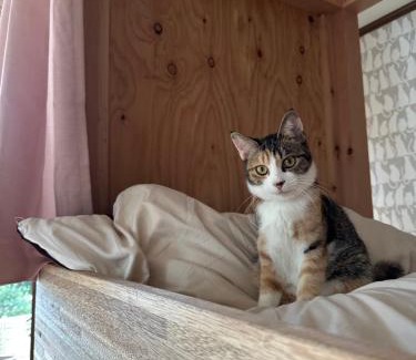 Kure House | 猫と泊まれる宿にゃんstay