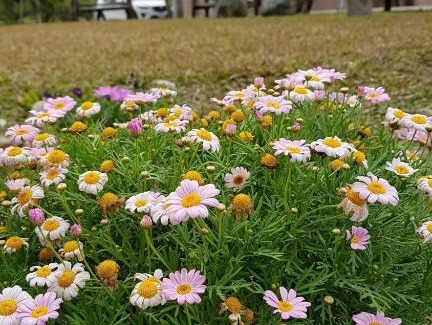 Fenglin House | 鳳林薔薇如画星空民宿