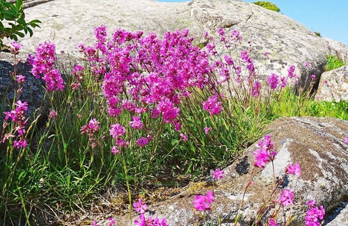 Bohus-Malmon House | 4 person holiday home in BOHUS MALMÖN