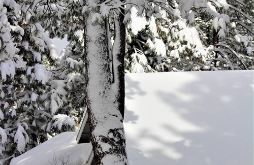 Iron Horse House | 7 Days - 6 nights! EXPLORE LOST SIERRA @ FOREST & FARM on biodynamic farmsteadn