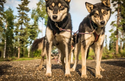 Fairbanks Cabin | A true Alaskan experience: One-room, log "Musher's Cabin" and sled dog tour!