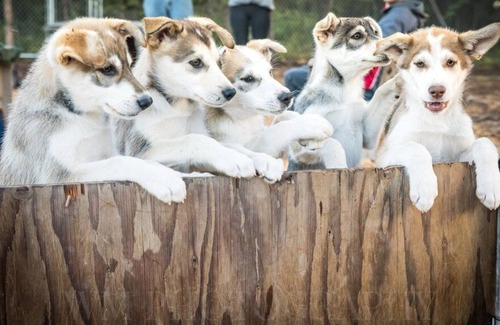Fairbanks Cabin | A true Alaskan experience: One-room, log "Musher's Cabin" and sled dog tour!