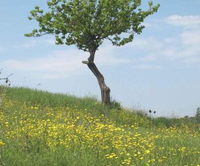 Siena Apartment | Agriturismo La Torretta - apt 4rooms with pool