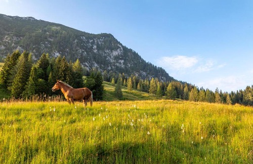 Abtenau Cabin | Almhaus Alpenrose Postalm