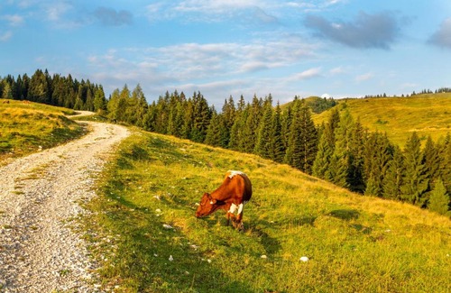 Abtenau Cabin | Almhaus Alpenrose Postalm