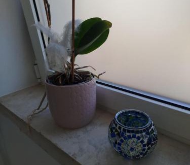 Pombal Apartment | Apartamento Palomar
