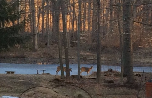 Fennville Cabin | Artist cabin overlooks the pond. A peaceful setting.