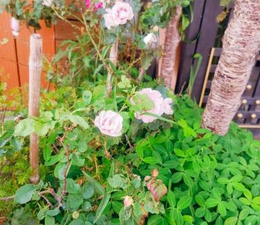 Da Lat Hotel | Bồ Công Anh Peaceful Place