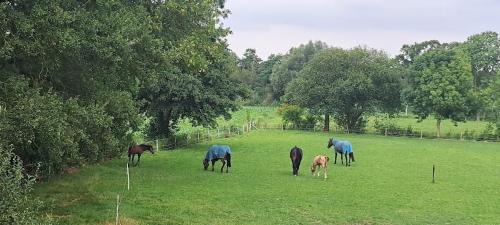Harskamp Bed & Breakfast | B&B De Blauwe Melkbus