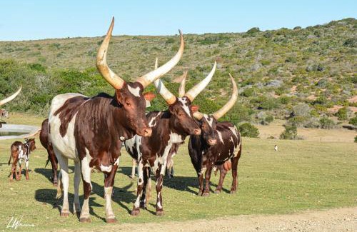 Hessequa Apartment | Baardbos Private Game Reserve