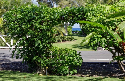 Kamuela Cottage | Big Island Plumeria Cottage Fall Rates! Perfect Couples Getaway Magical Puako