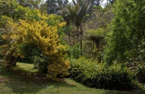 Kohukohu House | Birdsong & bananas