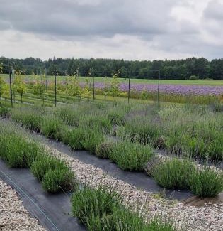 Mazeikiai Apartment | Bite Le Vanda