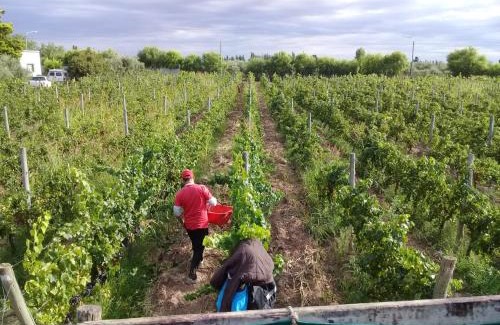Maipu Villa | Boutique Vineyard and Wine Lodge