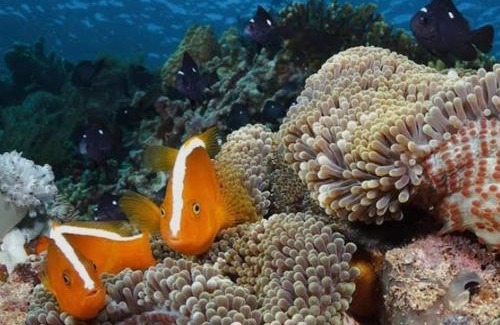 Bunaken Bed & Breakfast | Bunaken Jhon Homestay