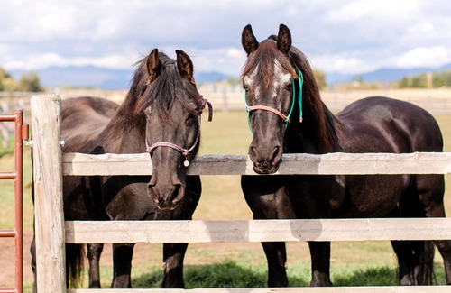 Columbia Falls RV Rental | Camp Site on 24 Acre Horse Farm - Wellness Retreat Center