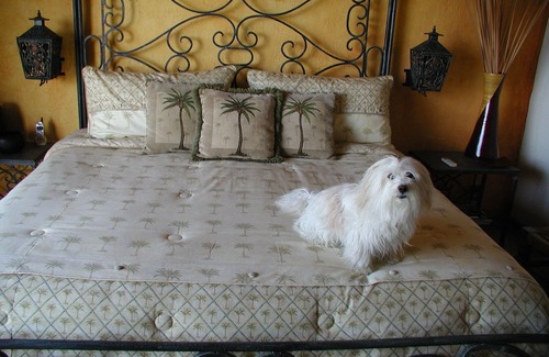 Conchas Chinas Villa | Casa de la Hoja: Lovely Private Villa: Secluded Pool : Perfect Walkable Location