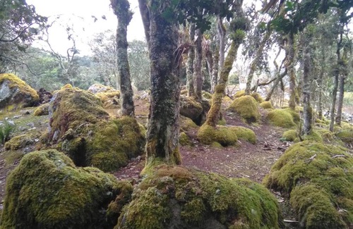 Guasca House | Casa de piedra El Colibrí