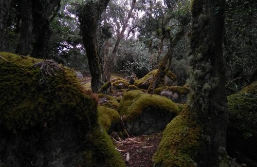 Guasca House | Casa de piedra El Colibrí