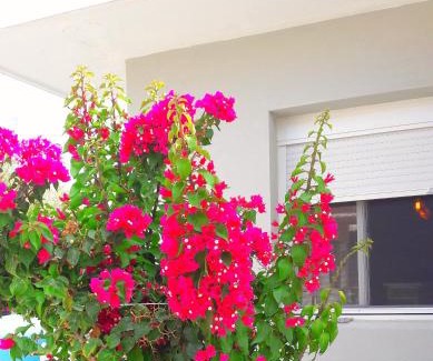 Agrilia House | Casa Katina , villa in Lagana, Agrilia area