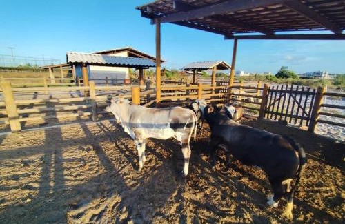 Itaporanga d'Ajuda House | Casa na Fazenda