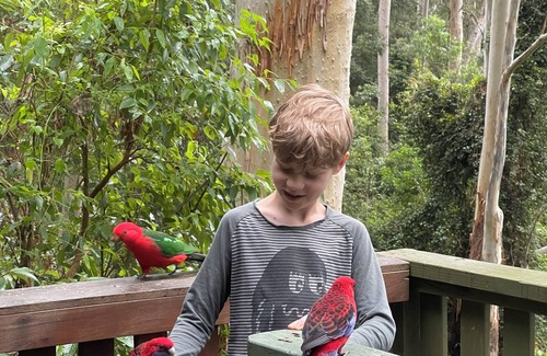 Salisbury Cabin | Cosy Cabin in Ancient Rainforest Barrington Tops