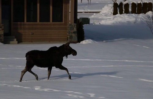 Dover Bay Condo | Cozy Getaway at The Lazy Bear Lodge: 3BR/2BA in Dover, ID!