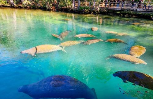 Crystal River House | Crystal River Retreat with Salt Water Pool