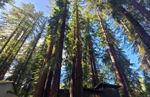 Guerneville House | Dhyana Redwoods Fire Table Nearby River Access Ping Pong & Arcade Games