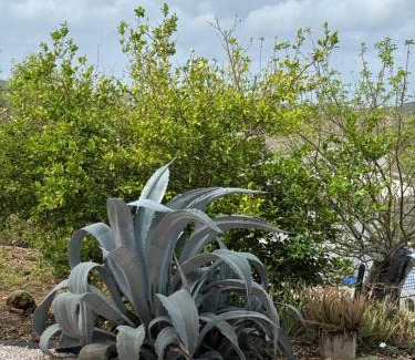 Curacao House | Energia di Trupial
