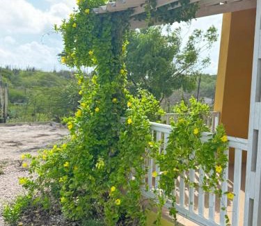 Curacao House | Energia di Trupial