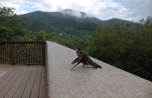 Canton House | Enjoy Beautiful Views of Cold Mountain from a huge deck at 3600' at "Old Sarum"