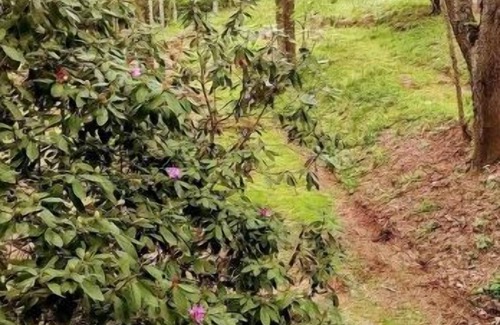 Newland House | Escape to The Trees Cabin