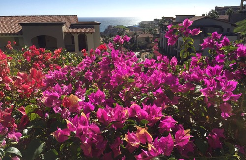 Paraiso Escondido Apartment | Executive Suite in amazing Cabo San Lucas with Ocean Views.