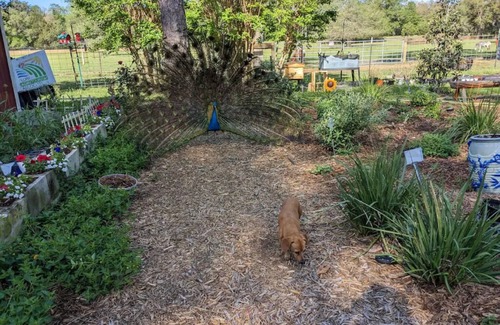 Putnam Hall Apartment | Experience country life at a farm animal sanctuary, perfect for animal lovers!