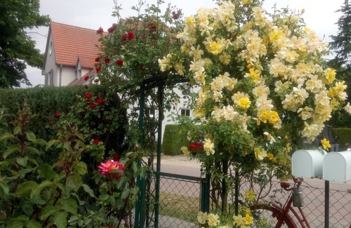 Muritz Apartment | Ferienwohnung zum Rosenhof