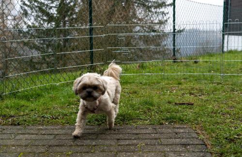 Hohegeiß Apartment | FeWo Harzer Weitblick, bis 2 Hunde Willkommen, W-Lan, 2x Smart TV, DTV 4 Sterne, 4 Pfoten
