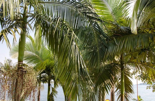 Buhongo House | Find a quiet Beach resort at Rushel Kivu Resort!