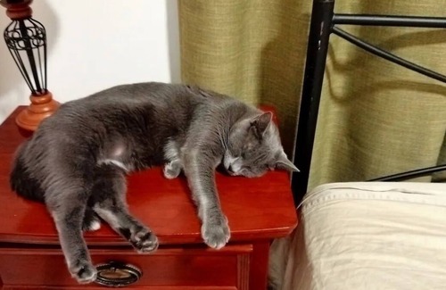 Moore Park Beach House | Flat A/C Fans Pet Friendly accept up to medium dog Please book pet in. Yard