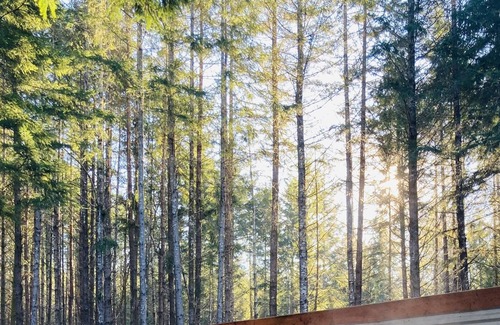 Olympia House | Forest Hideaway House