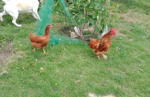 Boissy-le-Chatel House | Gîte la Petite Briarde 🏡🐓 à la Vallée du P'tit Morin 30 mn de Disneyland