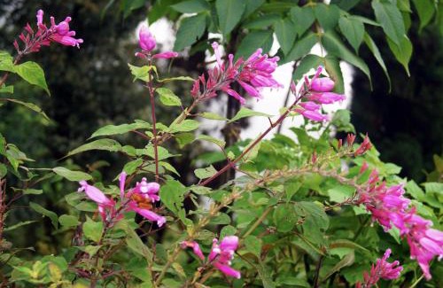 Darjeeling House | Grace Homestay