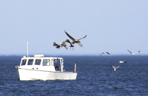 Calvert Beach-Long Beach Cottage | Harbor Cottage at the Chesapeake Bay - Dog Friendly Beach