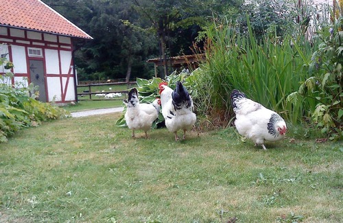 Hoor House | Holiday house Höör for 1 - 6 persons with 4 bedrooms - Holiday house