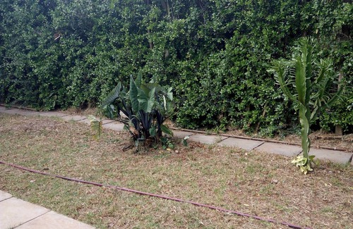 Langata Cottage | Homely cottage in karen