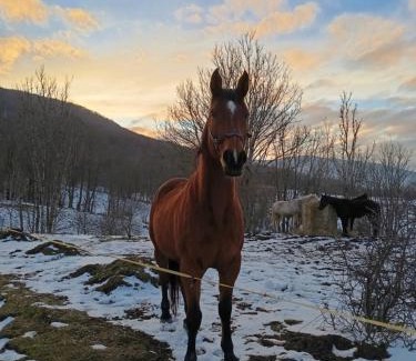 Vrhovine House | Horse Trail Plitvice