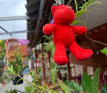 Chiang Khan House | K Khan Garden at Chiang Khan Walking Street
