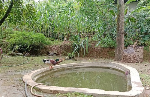 Darjeeling House | Kaafal Homestay