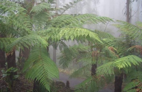 Mount Dandenong Cabin | Klara's Studio: Private rainforest with river